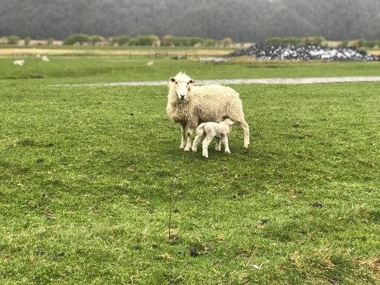 Farming in New Zealand: A Glimpse into the Land of Green Pastures.