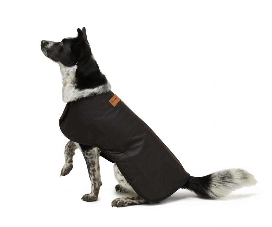 Protect Your Pooch in Style: The Benefits of an Australian Oilskin Waterproof Dog Coat with Tartan Wool Lining