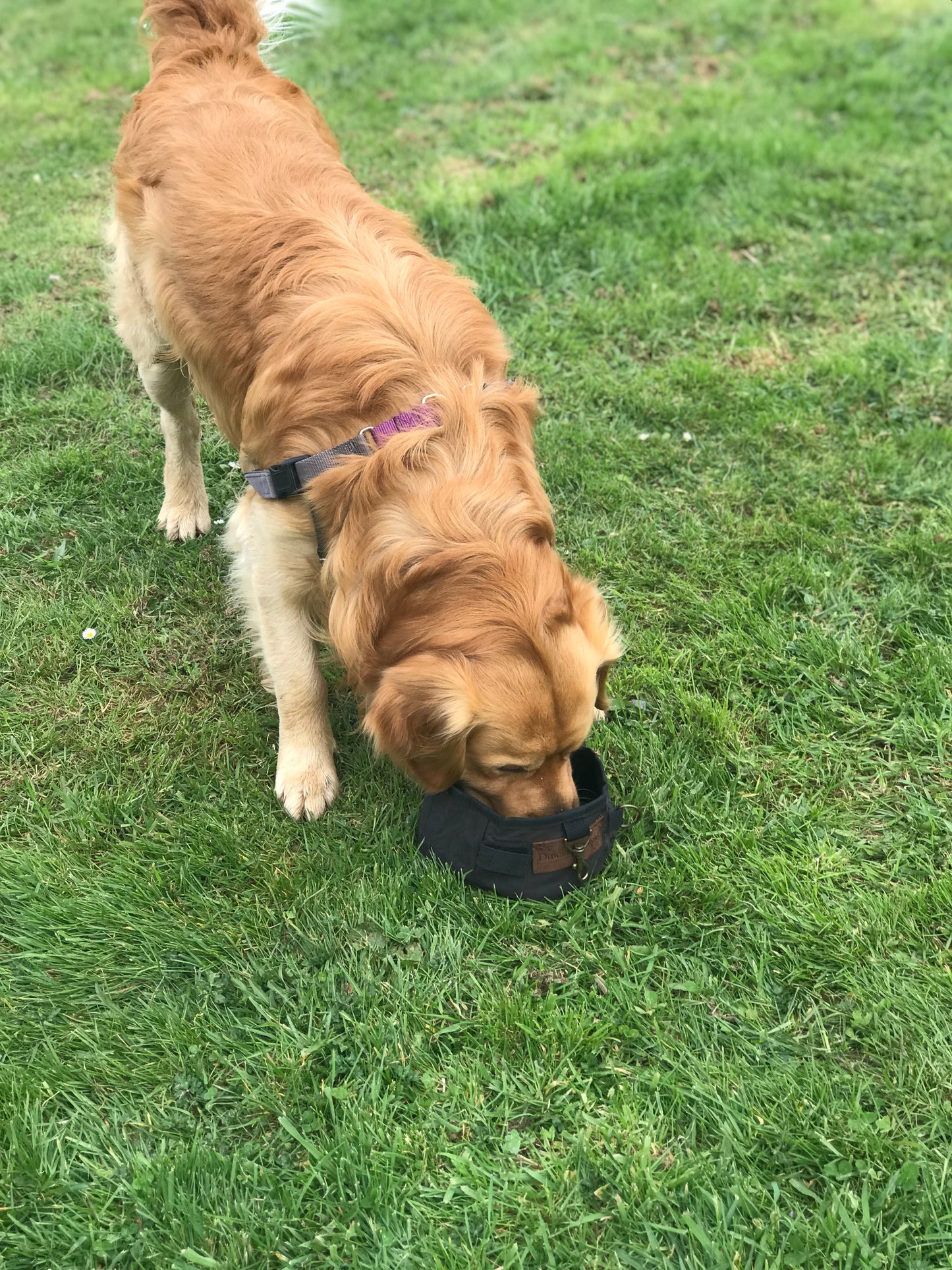 Portable Dog Water Bowl | Australian Oilskin | Foldable & Attaches to Leash or Collar